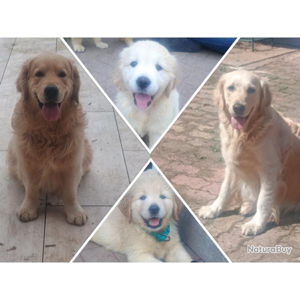 Chiots mles golden retriever LOF ligne travail et beaut