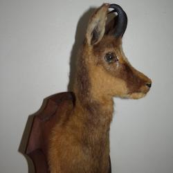 Beau Trophée d'Isard Izard ou Chamois Taxidermie