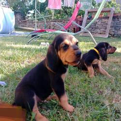 chiot bruno du jura