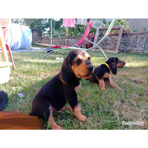 chiot bruno du jura