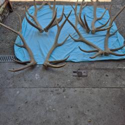 4 paires de mues exceptionnelles de ?cerfs sambar