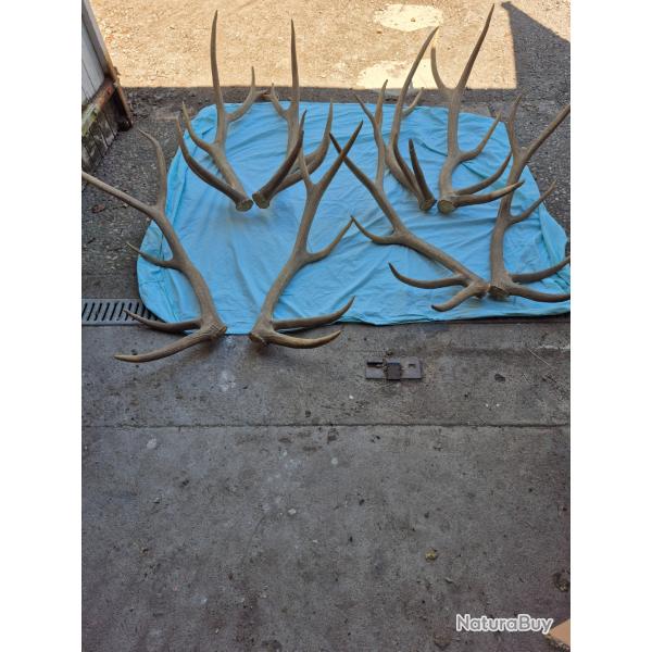4 paires de mues exceptionnelles de ?cerfs sambar