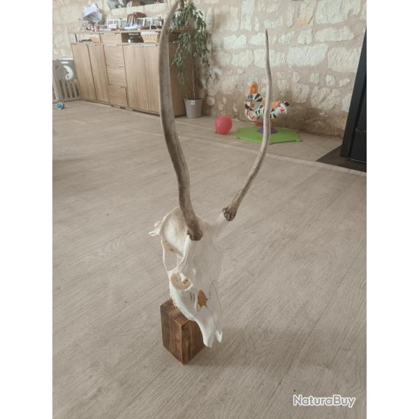 Pied d'estale idal chevreuil ou chamois