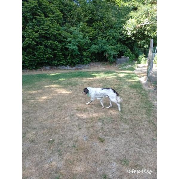 Donne chien mle munsterlander
