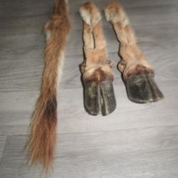2 pied honneur et queue de GNOUB