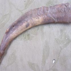 corne d'appel 34,5 cm