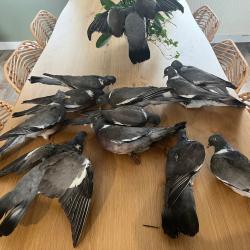 Vends 12 palombes naturalisé