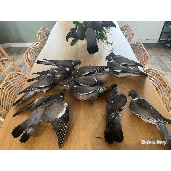 Vends 12 palombes naturalis