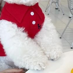 Polo d été pour chiens. vêtements pour chiots. Bichon Frise. Chihuahua. sweat shirt à rayures pour c