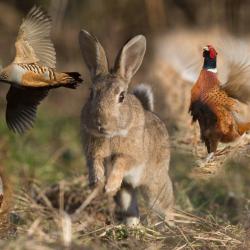recherche territoire chasse