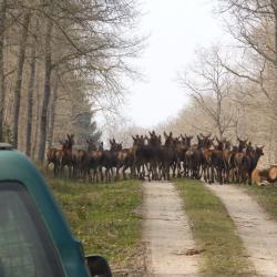 action de chasse grand gibier foret des bertranges 58