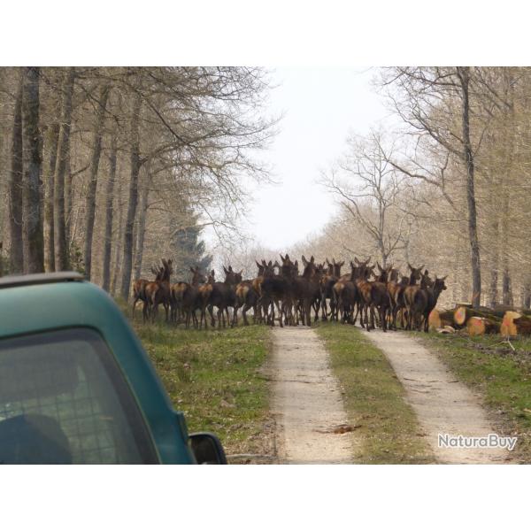 action de chasse grand gibier foret des bertranges 58