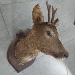 Naturalisé chevreuil en bon état