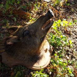 Sanglier naturalisé