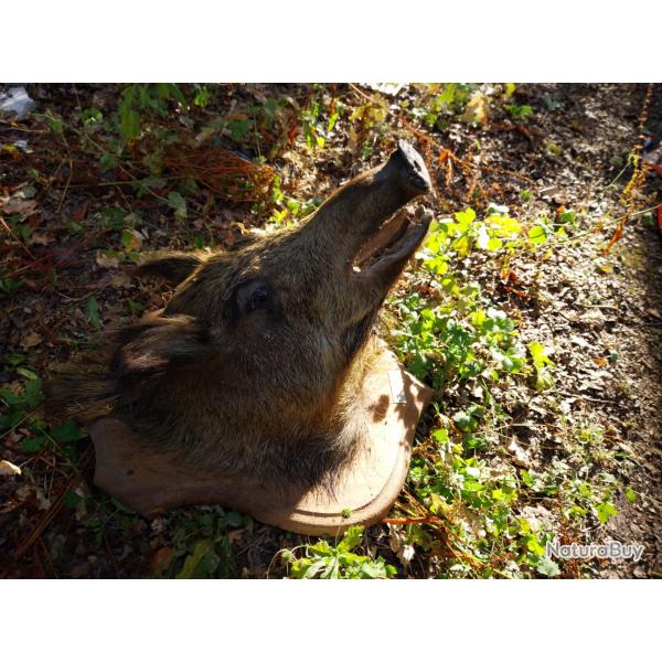 Sanglier naturalis
