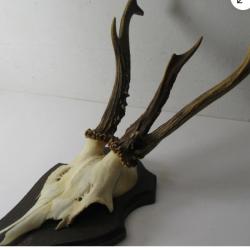 Superbe et rare trophée de brocard - atypique - insolite - 9 pointes -