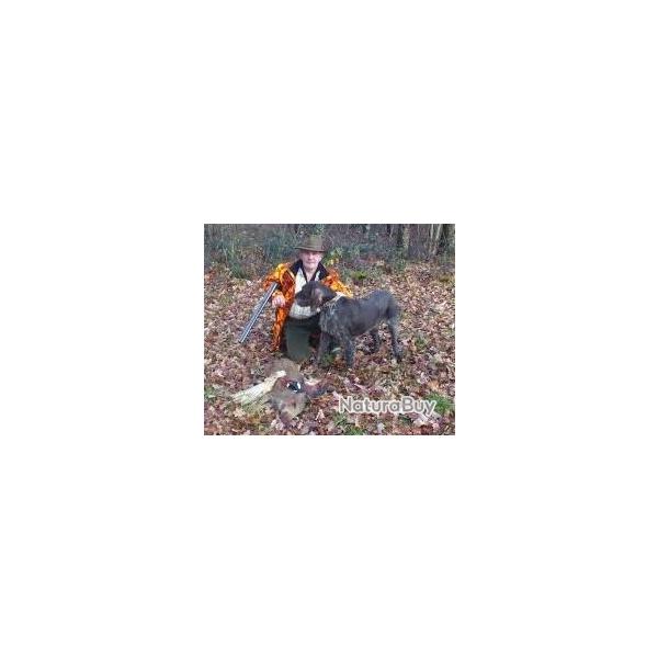 Chiots Drahthaar LOF