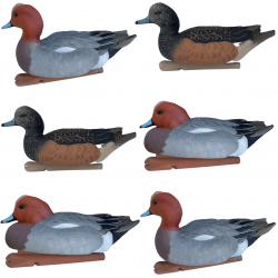 Formes de canard siffleur - AVIANX