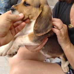 Beagle chiot 3 mois le 13/07