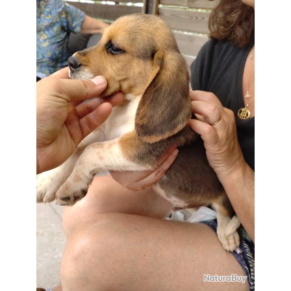 Beagle chiot 3 mois le 13/07