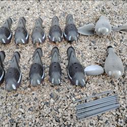 Forme pigeon