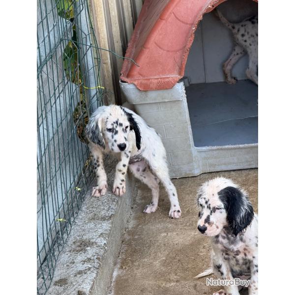 Chiot mle setter tricolore