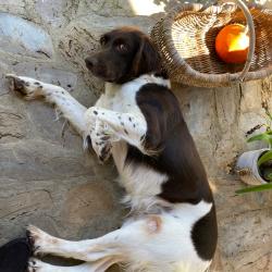 Cherche chasse becasse