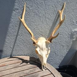 Crâne de cerf Sika ; Cervus nippon #7