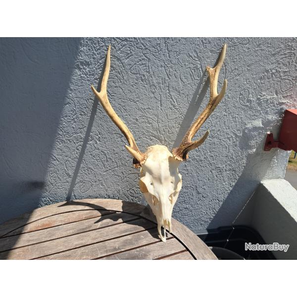 Crne de cerf Sika ; Cervus nippon #7