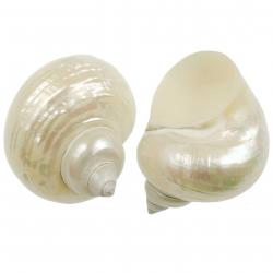 Coquillage turbo nacar 10 à 12 cm