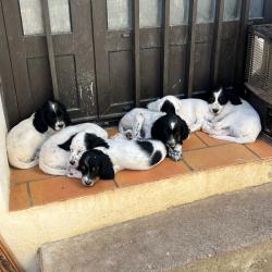 Vends chiots setters anglais bluebelton
