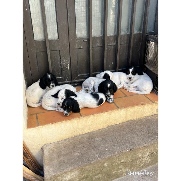 Vends chiots setters anglais bluebelton