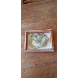 Serpent naturalisé sous cadre verre