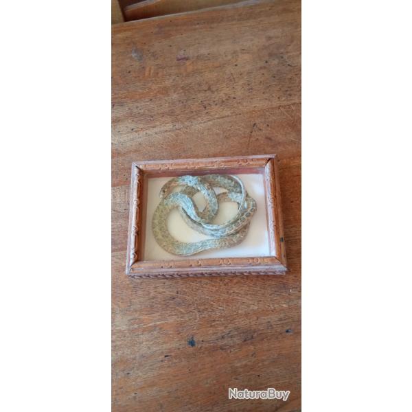 Serpent naturalis sous cadre verre