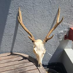Crâne de cerf Sika ; Cervus nippon #12