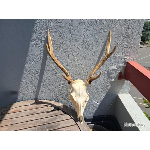 Crne de cerf Sika ; Cervus nippon #12