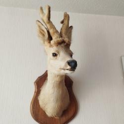 tête de chevreuil à velours