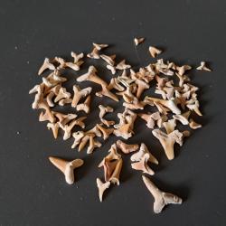 Lot de 90 fossiles de dents de requins #18