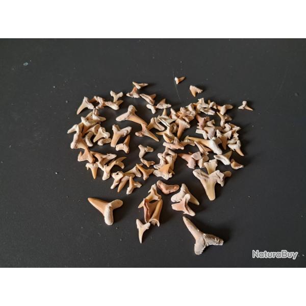 Lot de 90 fossiles de dents de requins #18