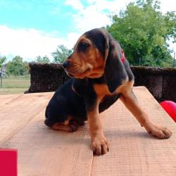 chiot bruno du jura