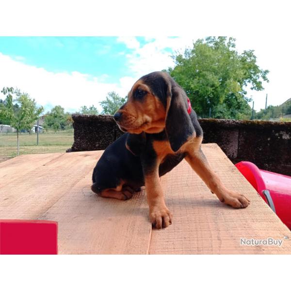 chiot bruno du jura