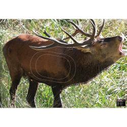 Maximal - Cible animalière Cerf au brame