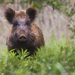 action chasse sanglier dans foret ouverte de 450HA,region  la rochelle 500.