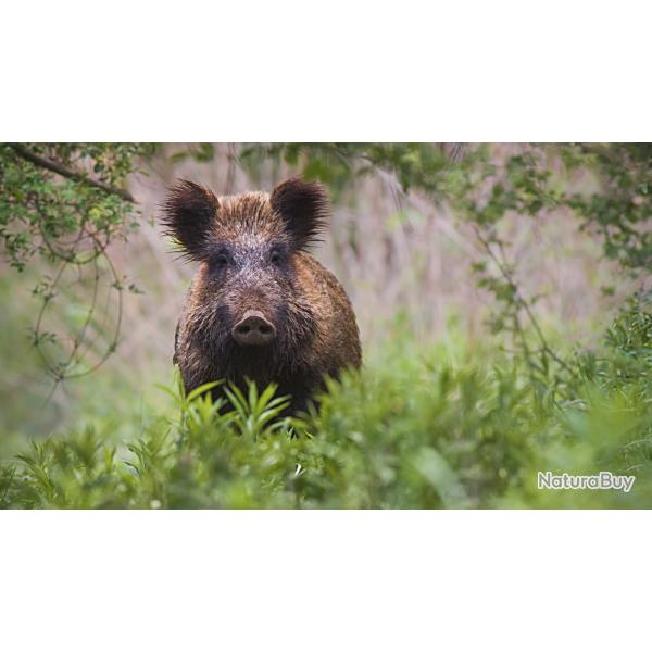 action chasse sanglier dans foret ouverte de 450HA,region  la rochelle 500.