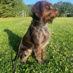 Drahthaar pour saillie