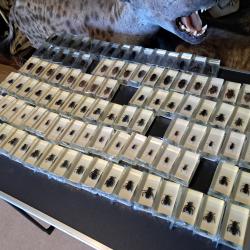Lot de 100 blocs de résine avec spécimens d'insectes
