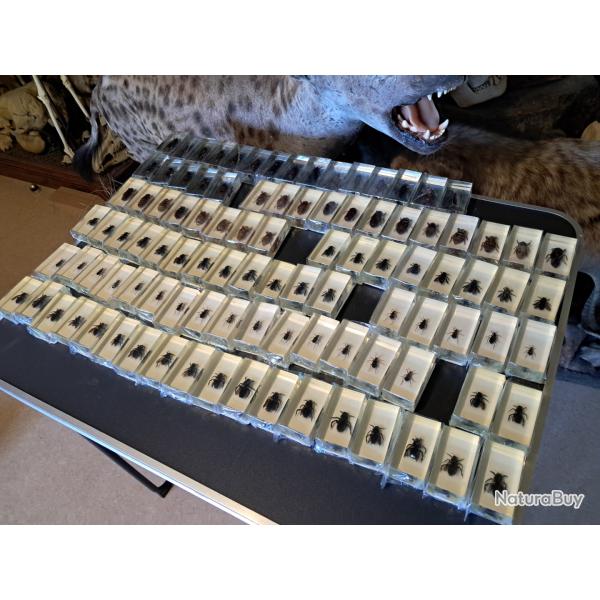 Lot de 100 blocs de rsine avec spcimens d'insectes