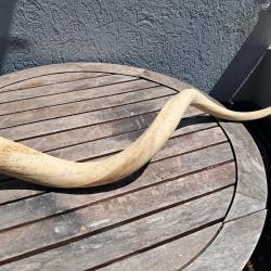 Corne de grand koudou ; Tragelaphus strepsiceros ; noyau osseux #5