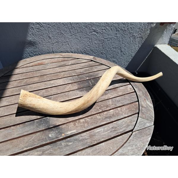 Corne de grand koudou ; Tragelaphus strepsiceros ; noyau osseux #5