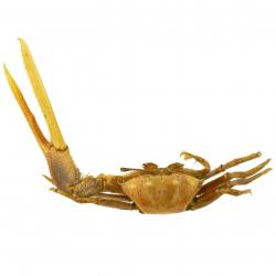 Crabe violoniste naturalisé 2 à 2.5 cm